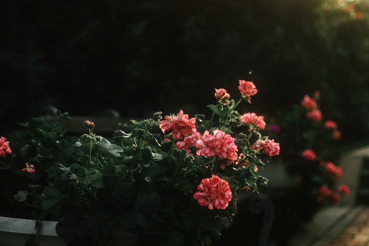 Цветы в лучах предзакатного солнца - Анастасия Ильина Цветы в лучах предзакатного солнца - Анастасия Ильина