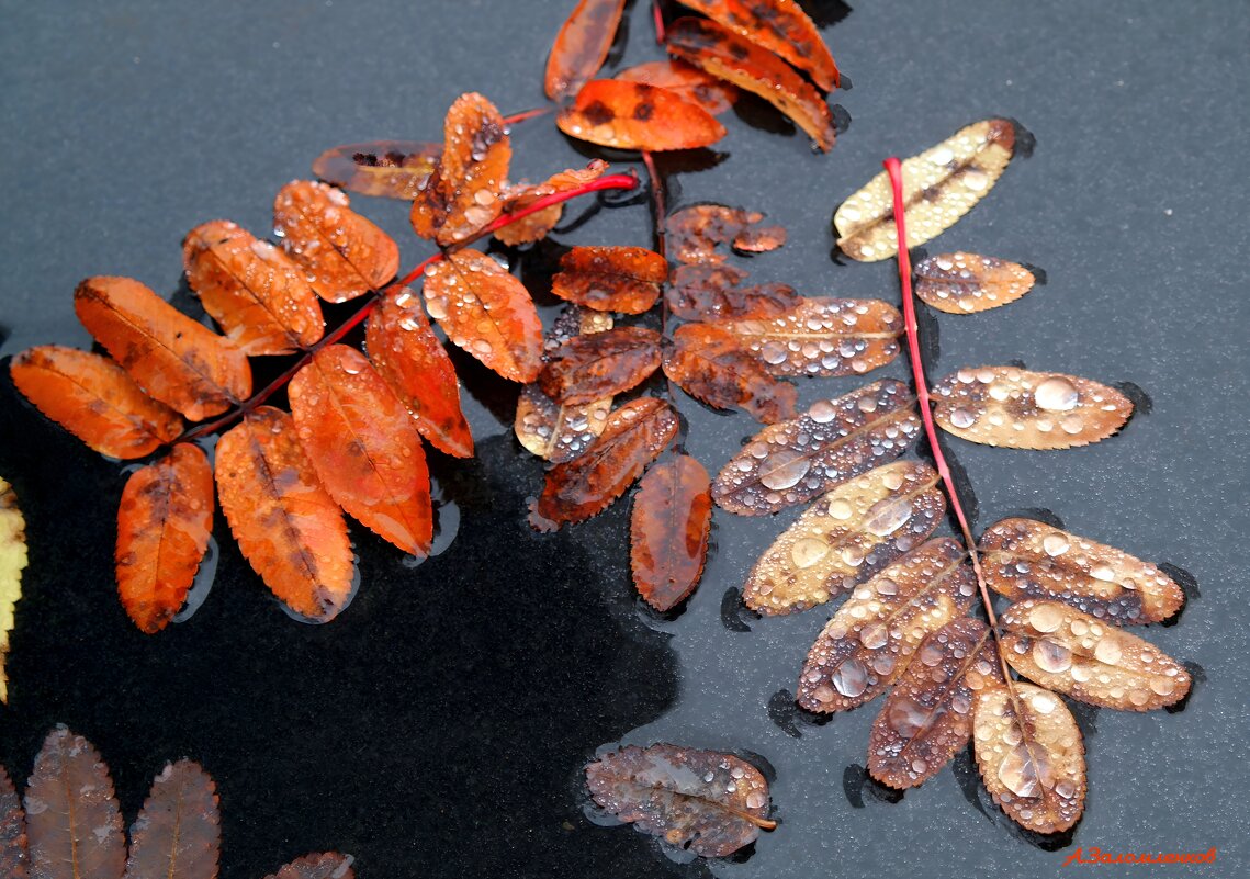 Плач ноября по осени ушедшей... - Андрей Заломленков