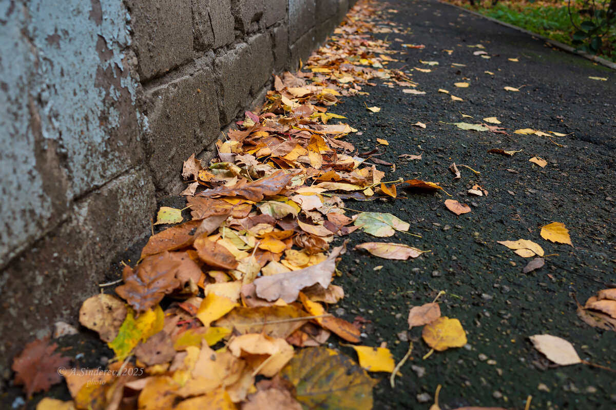 Листва у стены - Александр Синдерёв