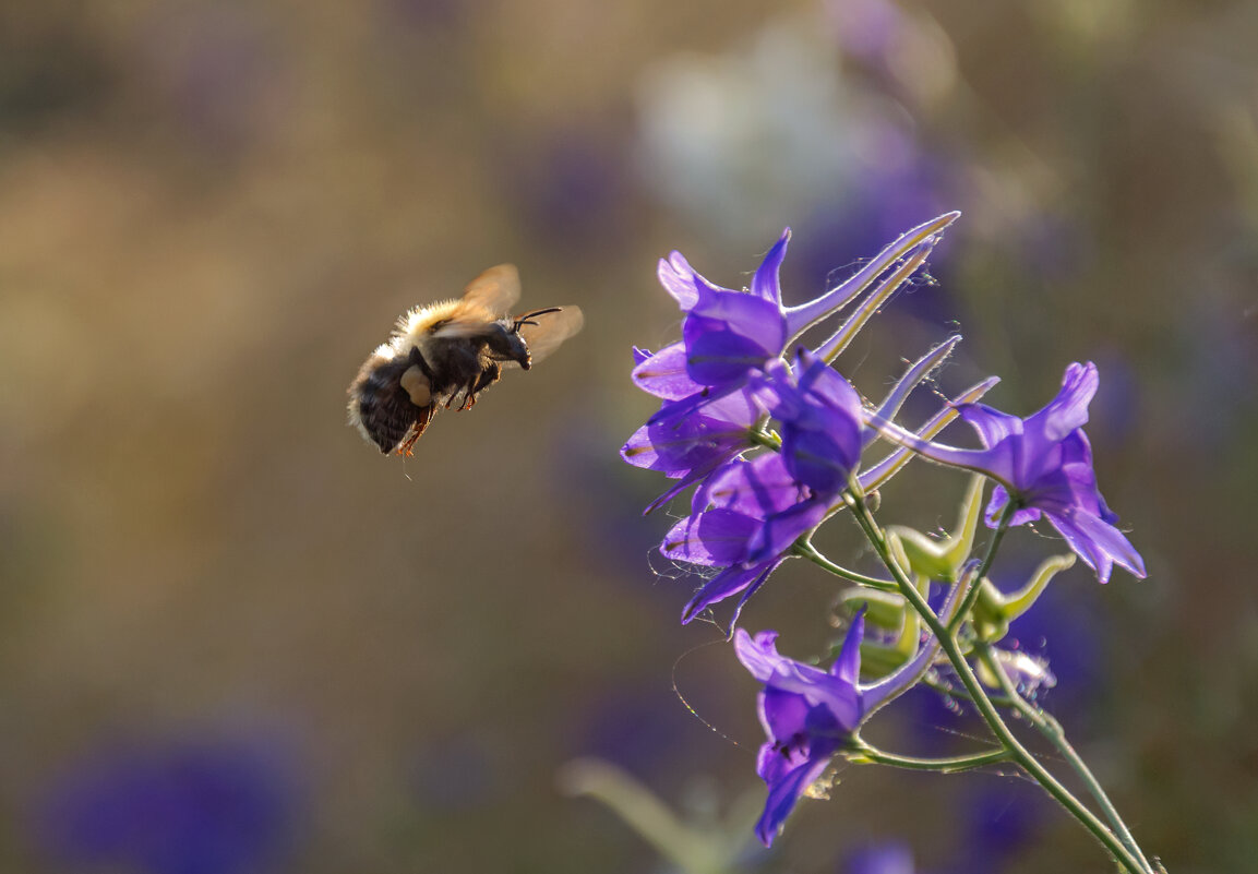 Летним днем - Наталья Димова