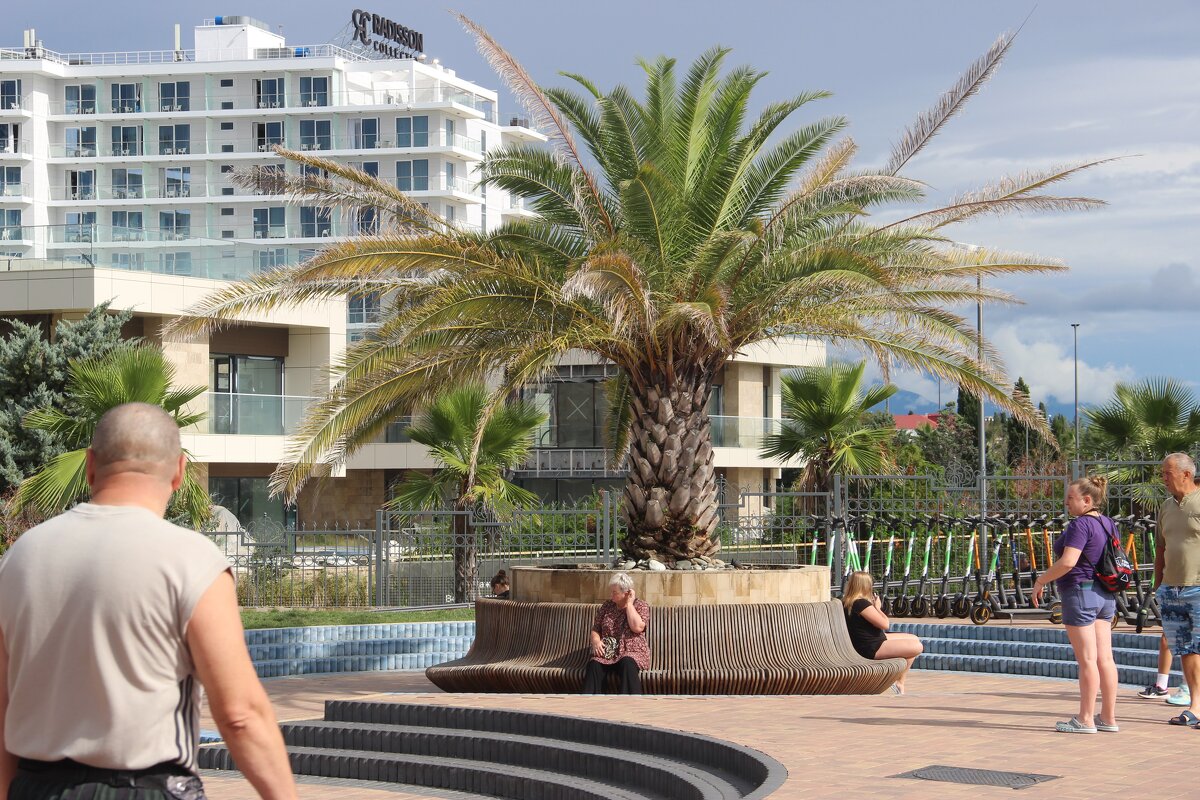 Финиковая пальма В Сочи - Serega SchütZ