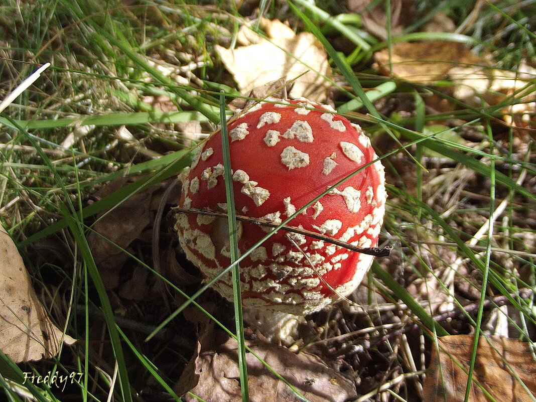 Осенний мухоморчик - Freddy 97
