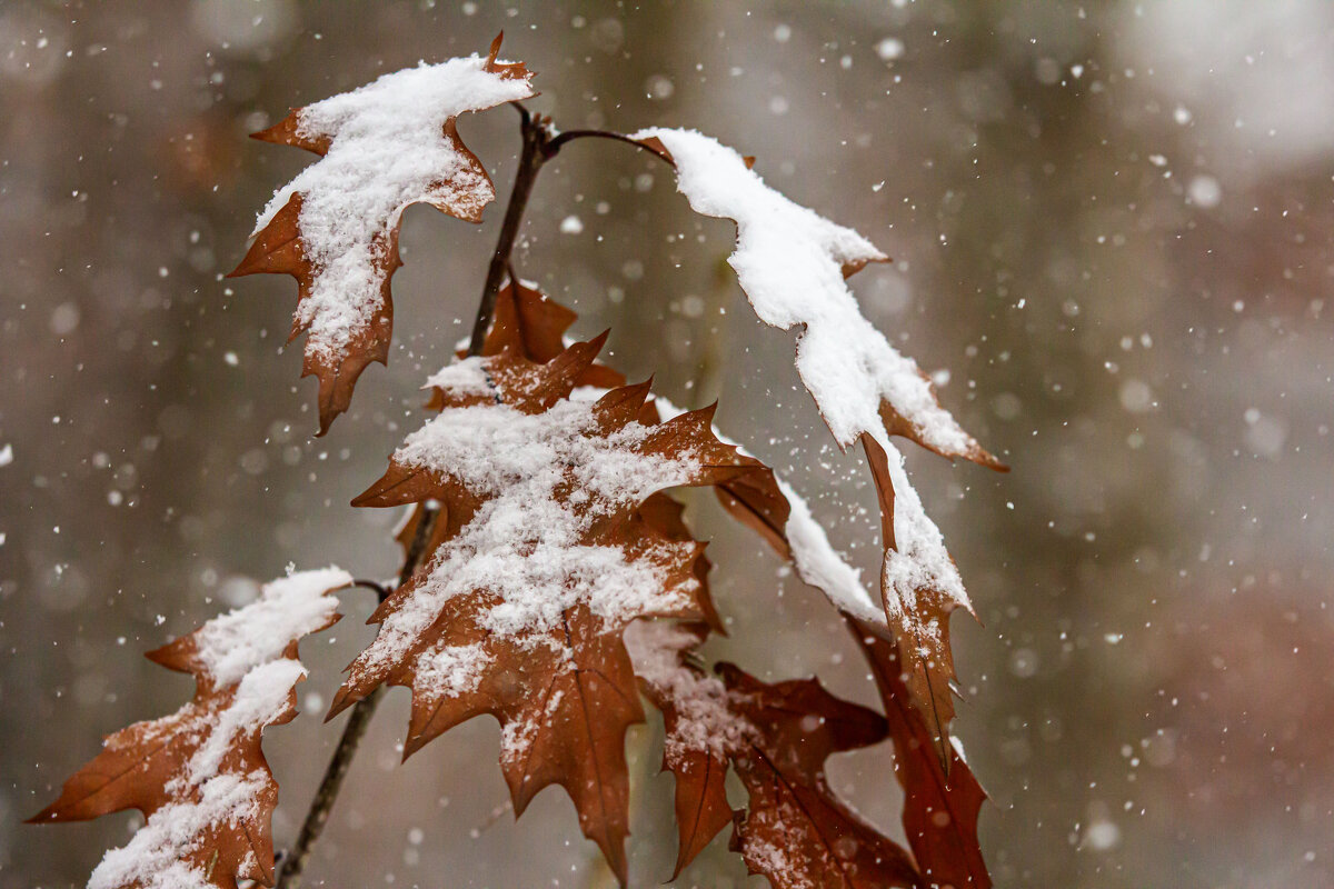 Первый снег. - Lucy Schneider 