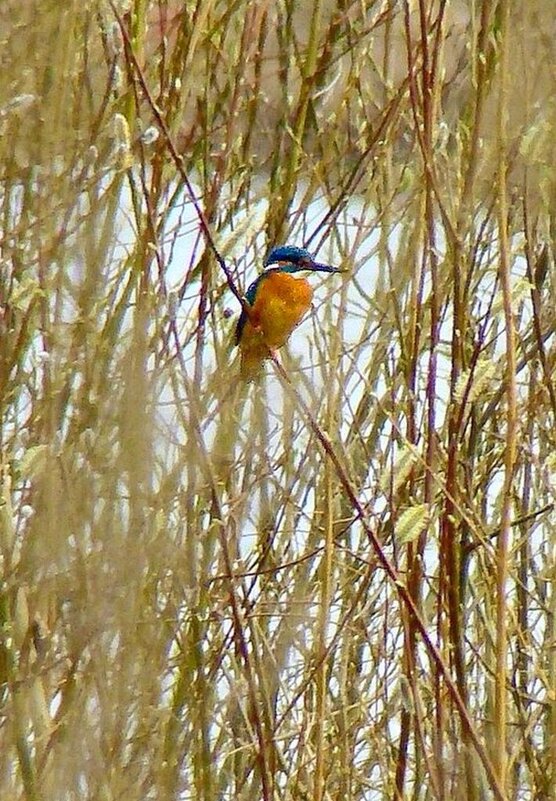 зимородок - gawrilа - dan