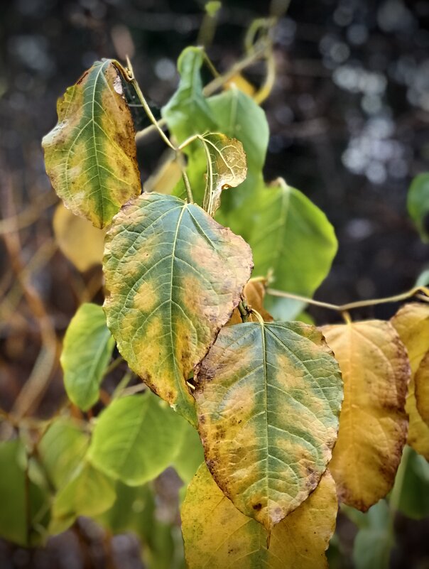 Ещё зеленеет ) - Любовь 