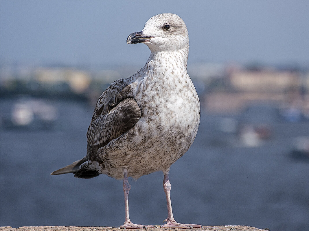 Чайка. - Александр 