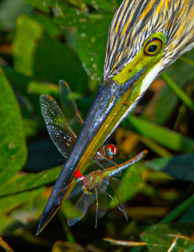 Завтрак - Адик Гольдфарб
