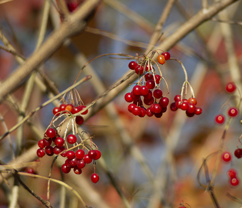 Ягоды. - Александр 