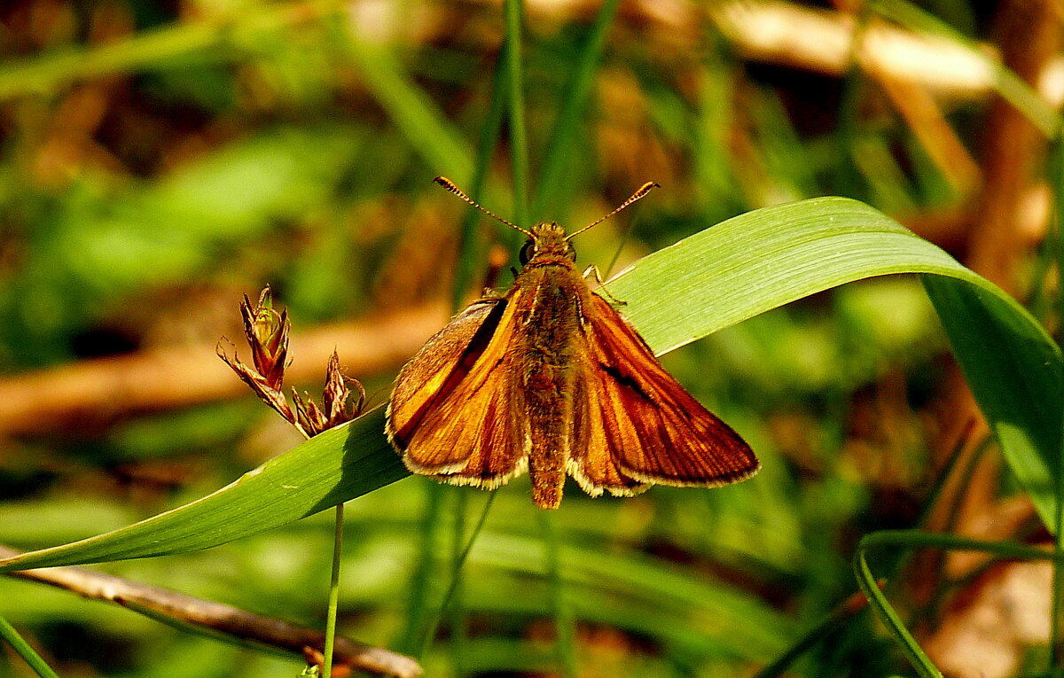 опять про бабочек...71 - Александр Прокудин