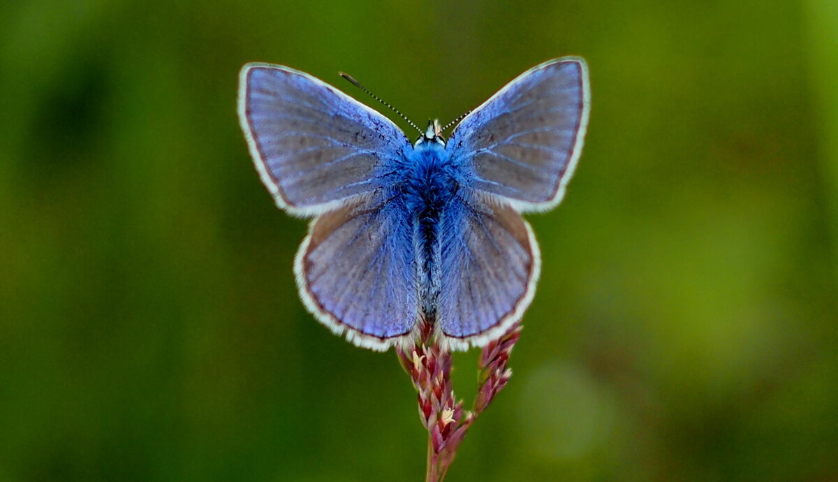 опять про бабочек...75 - Александр Прокудин опять про бабочек...75 - Александр Прокудин