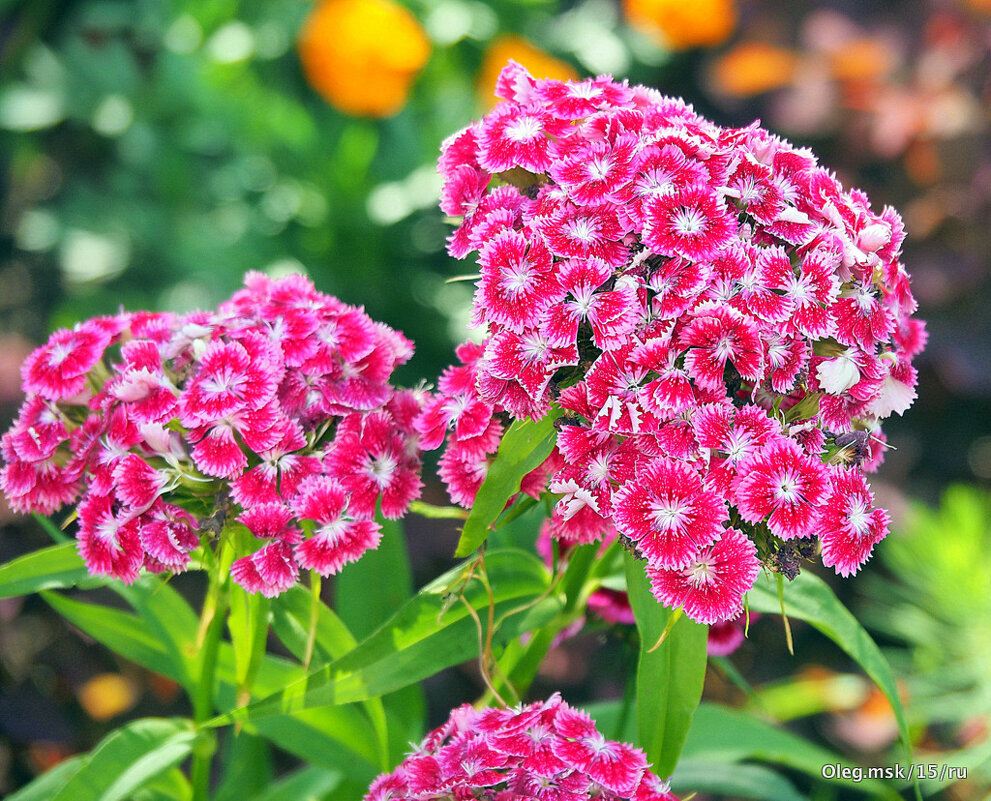 они на радость нам даны - Олег Лукьянов