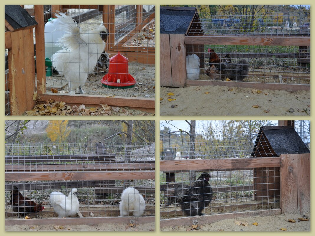 Петушки и курочки - Татьяна Машошина