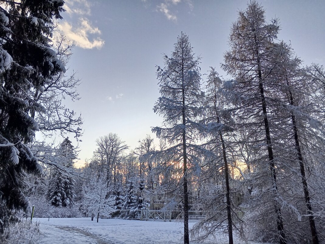 Зима - Сапсан 