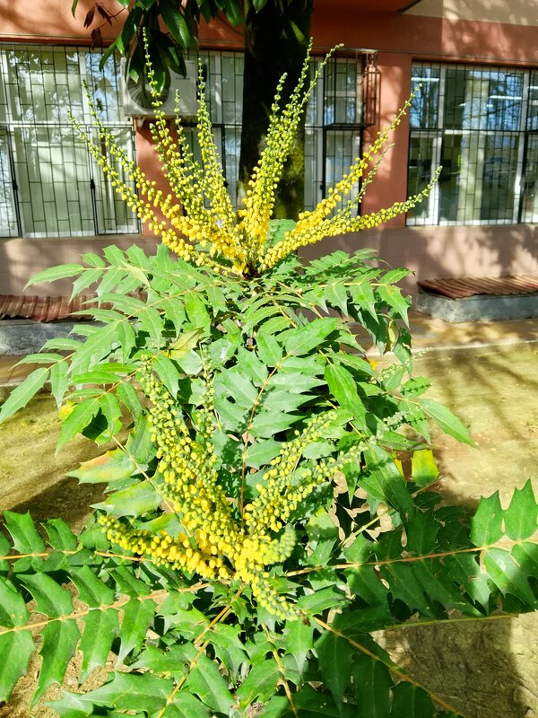 НОЯБРЬ.  МАГОНИЯ - Tata Wolf