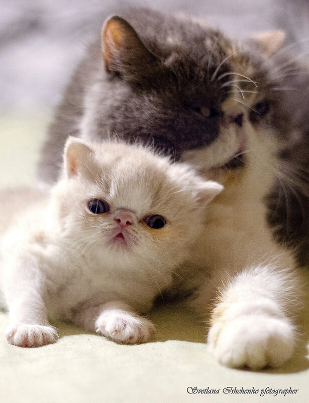 Растём... - Светлана Ищенко