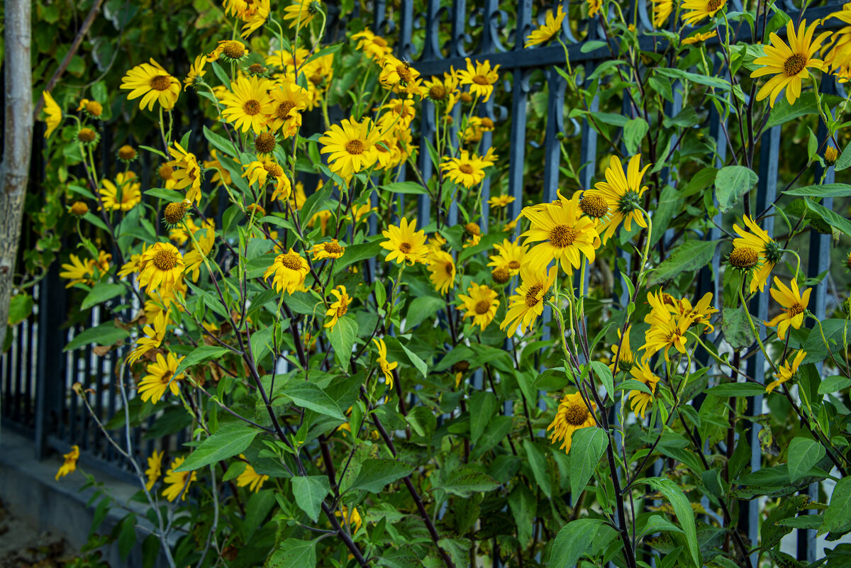 Осенние - Анатолий Чикчирный