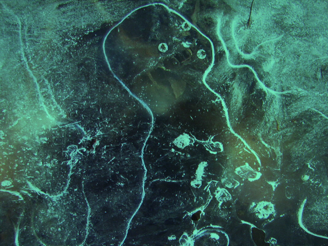 На луже - Людмила Смородинская