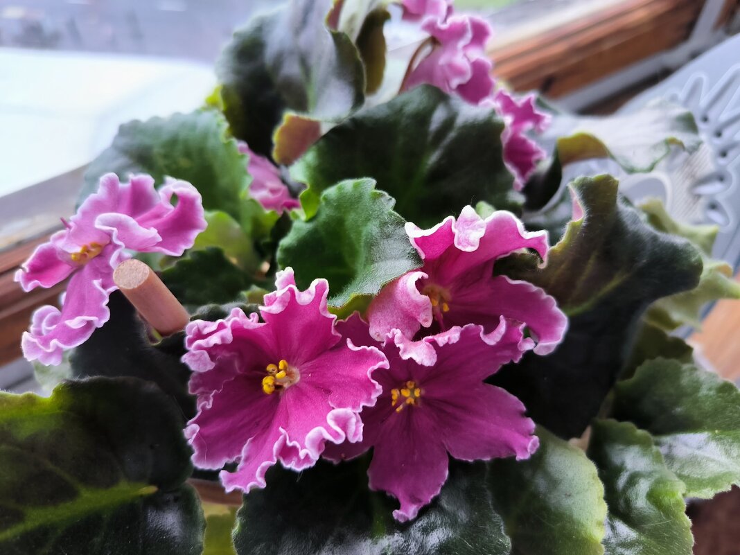 Фиалки радуют цветением! - Ольга 