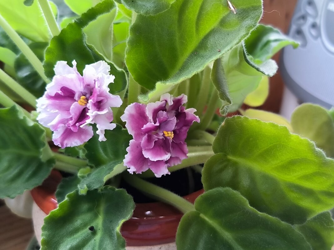 Герцогиня. - Ольга Герцогиня. - Ольга