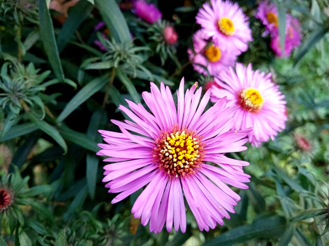 Цветы. Осень. - Владимир Драгунский Цветы. Осень. - Владимир Драгунский