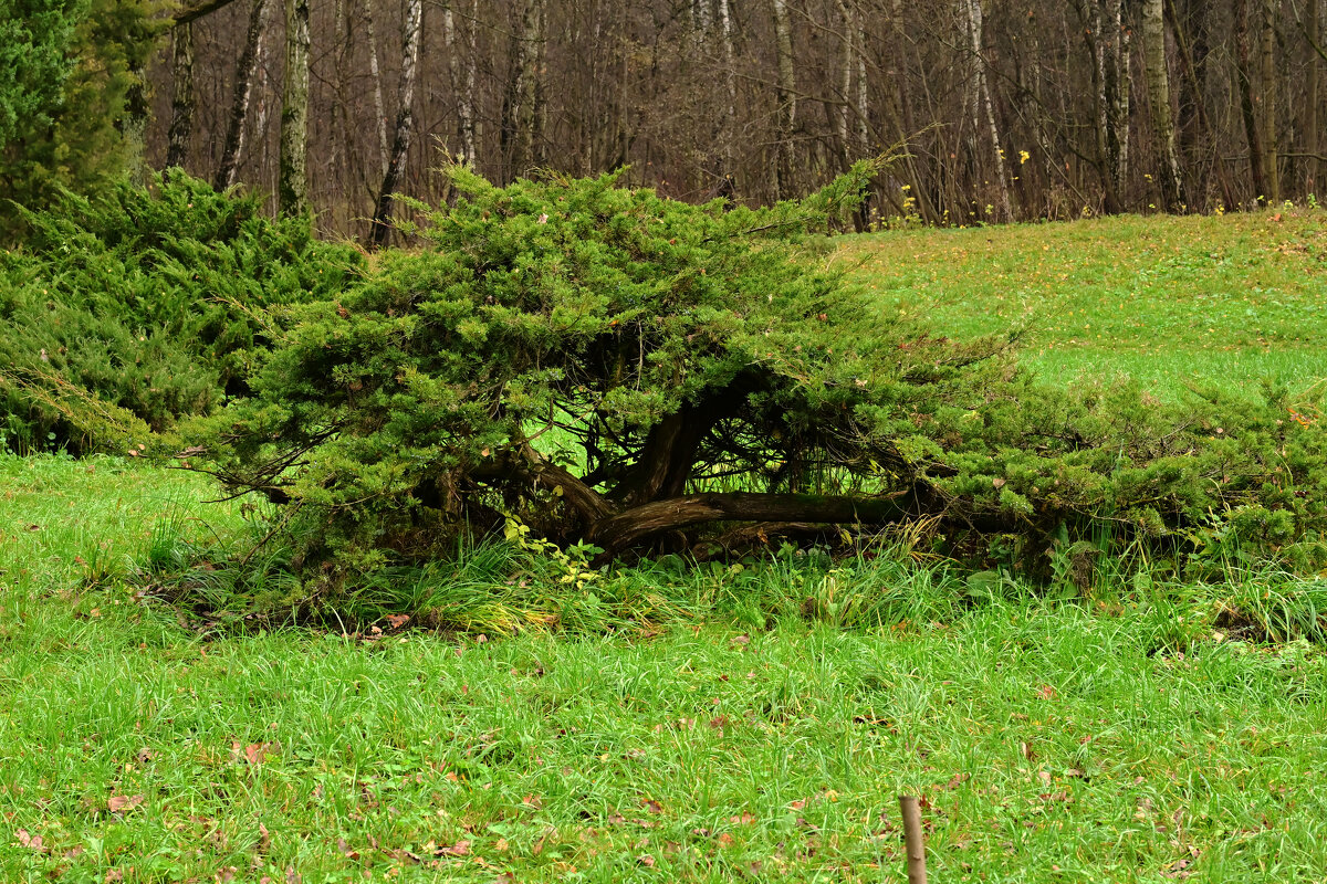Бансай - Валерий Пославский