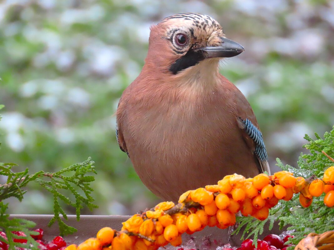 Сойка - Ольга Митрофанова