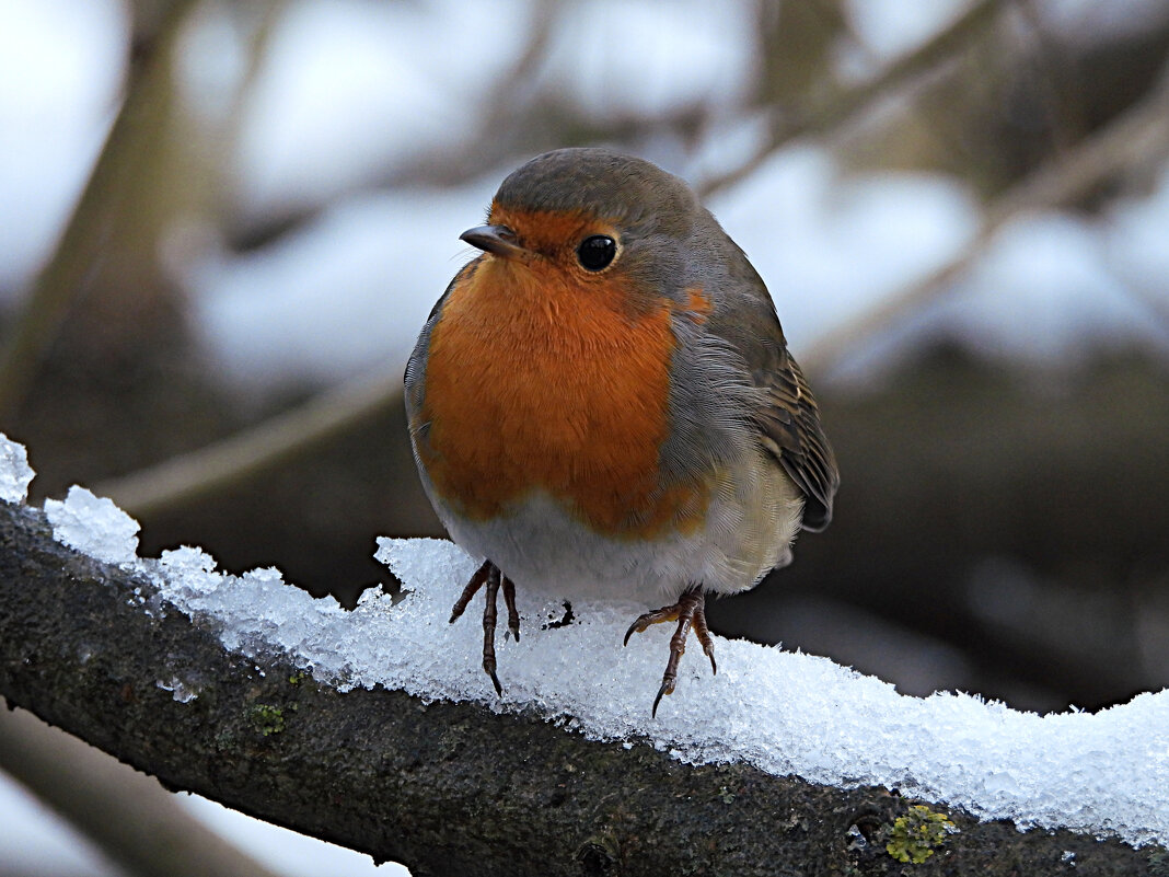 Зарянка - Лина 