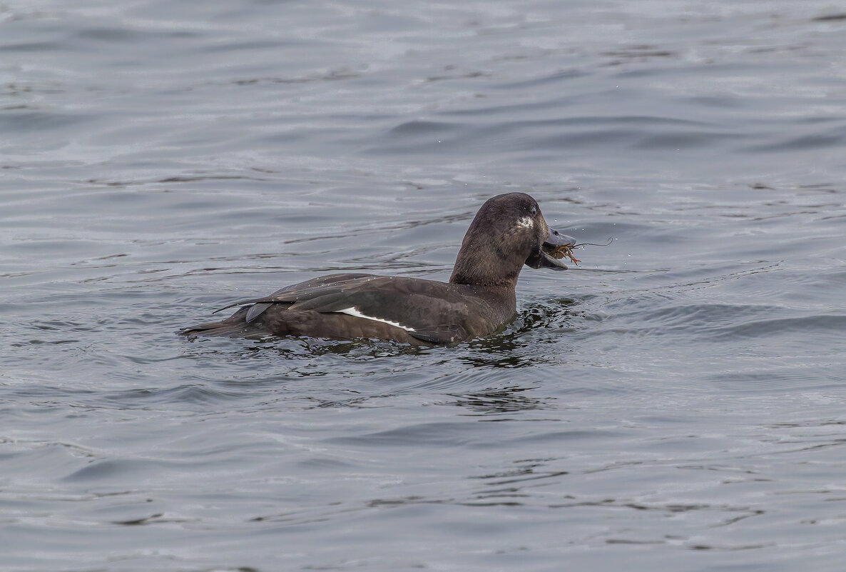 турпан. - юрий макаров