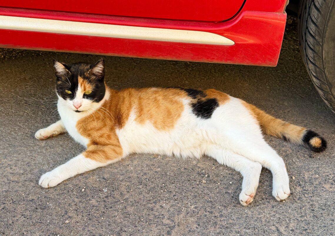 Кошка моя! - Александр Деревяшкин