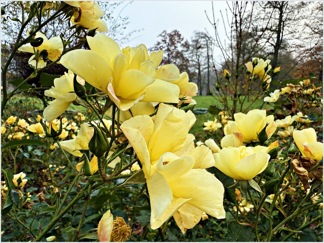 Ноябрь. Зеленоградские розы. - Валерия Комова