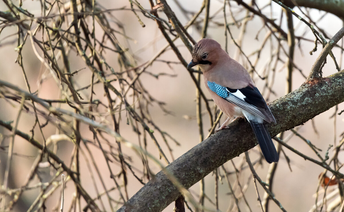 Сойка - Владимир Безбородов Сойка - Владимир Безбородов