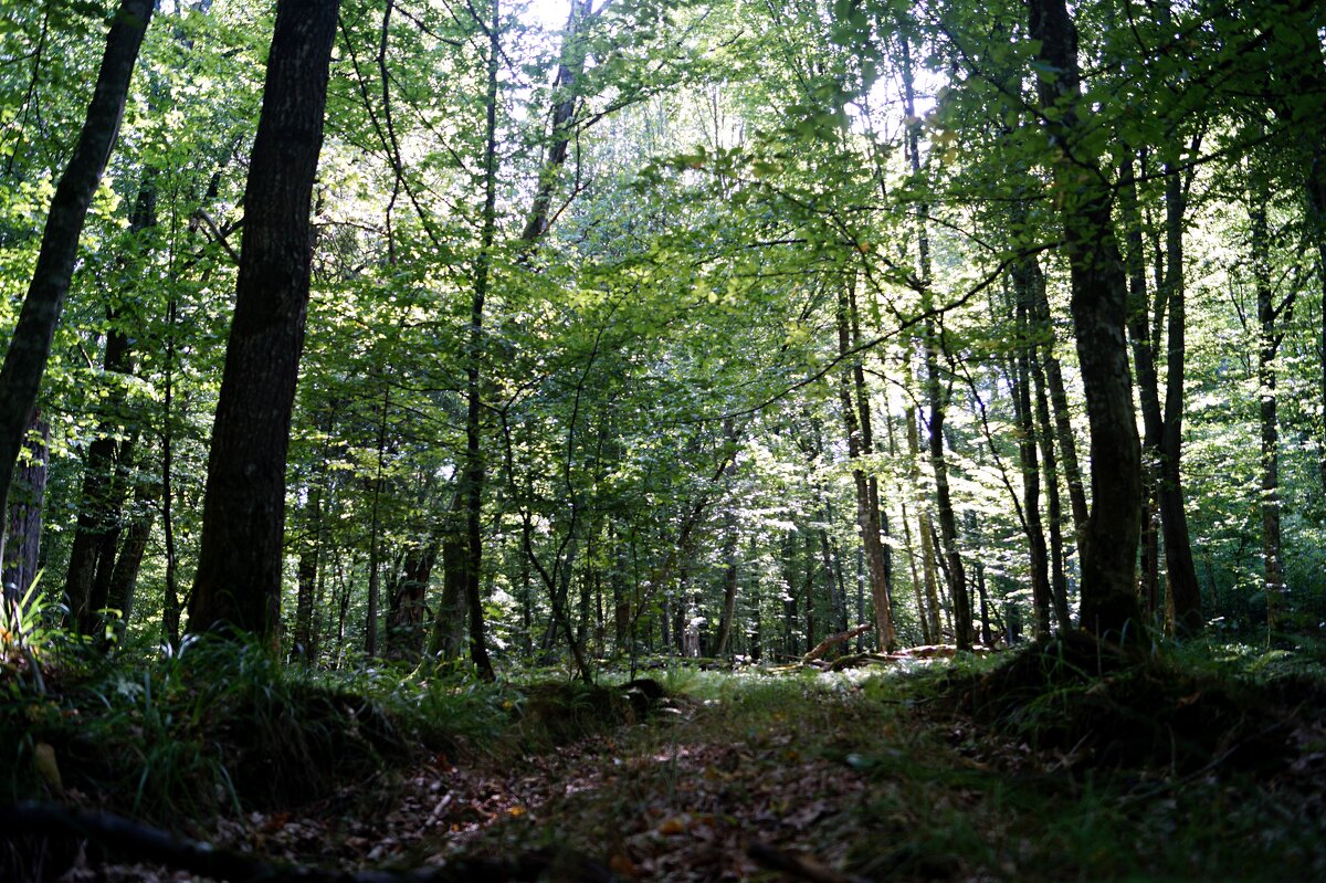 Беловежская пуща - Gal` ka