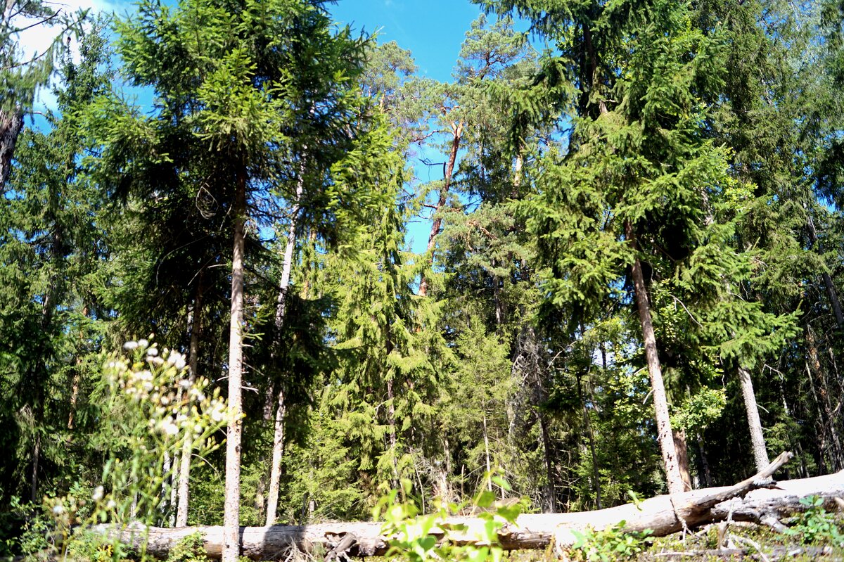 Беловежская пуща - Gal` ka Беловежская пуща - Gal` ka