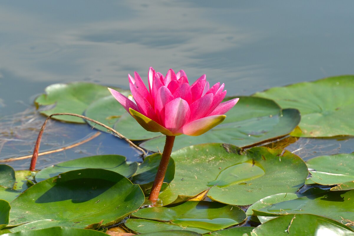 Нимфеи пруда "Бекет" - Константин Анисимов