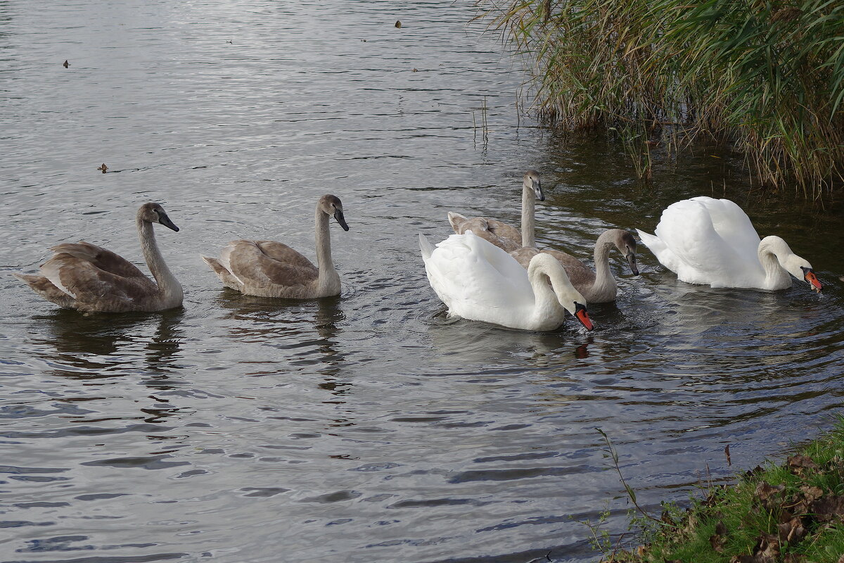 Лебеди в городском парке - Рита Симонова