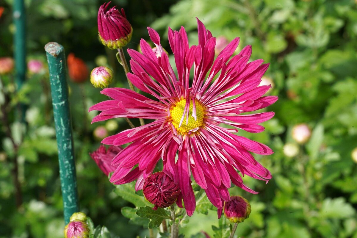 Из Никитского сада - Татьяна Тюменка