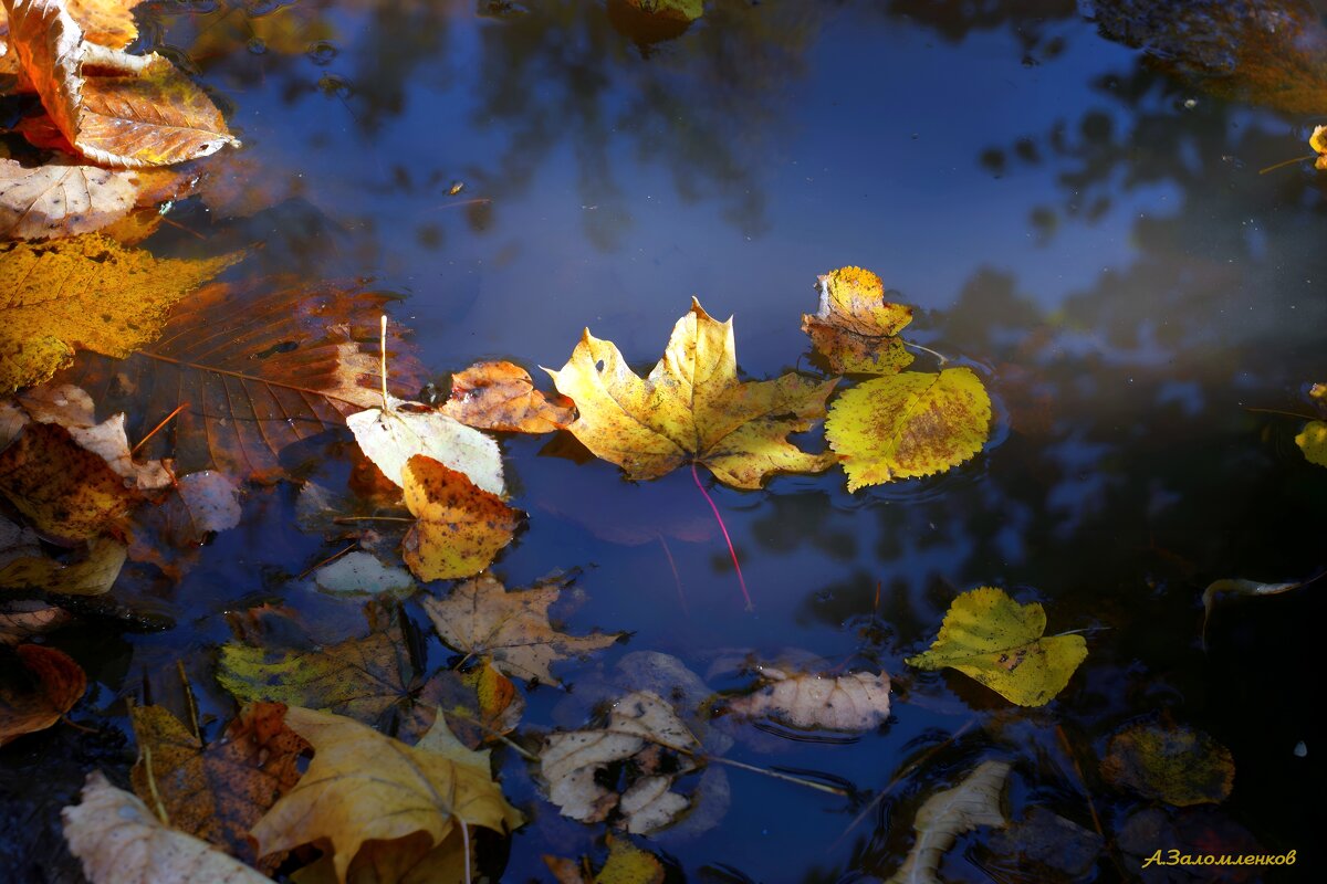 Про Михайловские грязи... - Андрей Заломленков