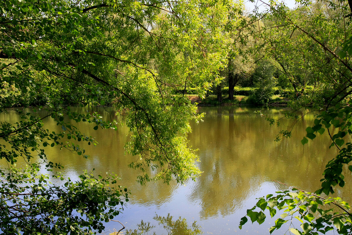 Щучий пруд - Игорь Белоногов