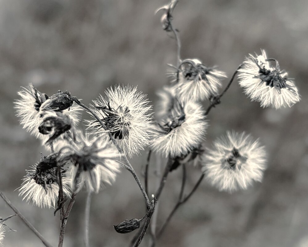 Ноябрьский букет - Мария - Maria Ноябрьский букет - Мария - Maria