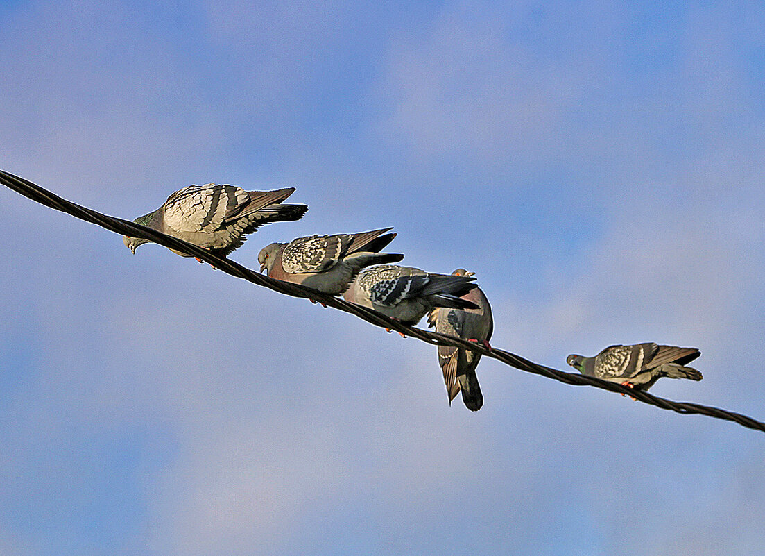 Совещание на проводе - Светлана 