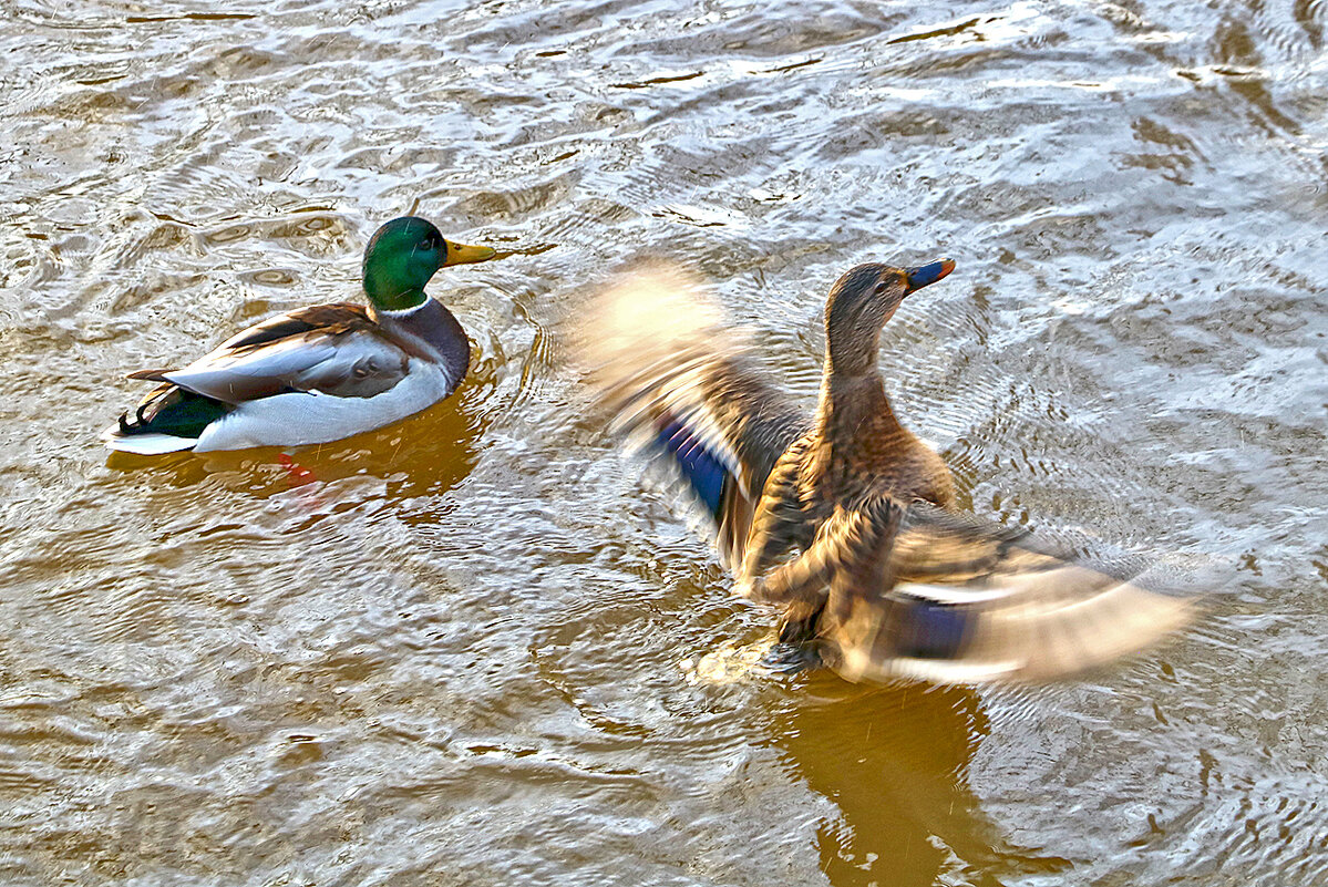 Танцы на воде - Светлана 