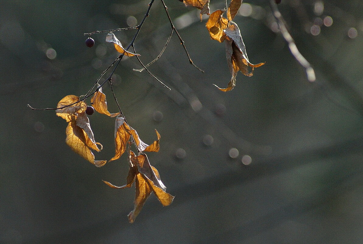 В парке... - Николай Саржанов