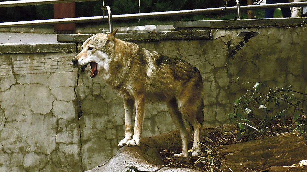 Волк Тарзан скончался от инсульта в московском зоопарке 30/10-25г. - Игорь Олегович Кравченко