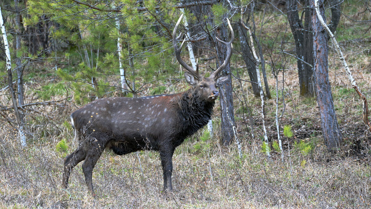 Рогач... - владимир 