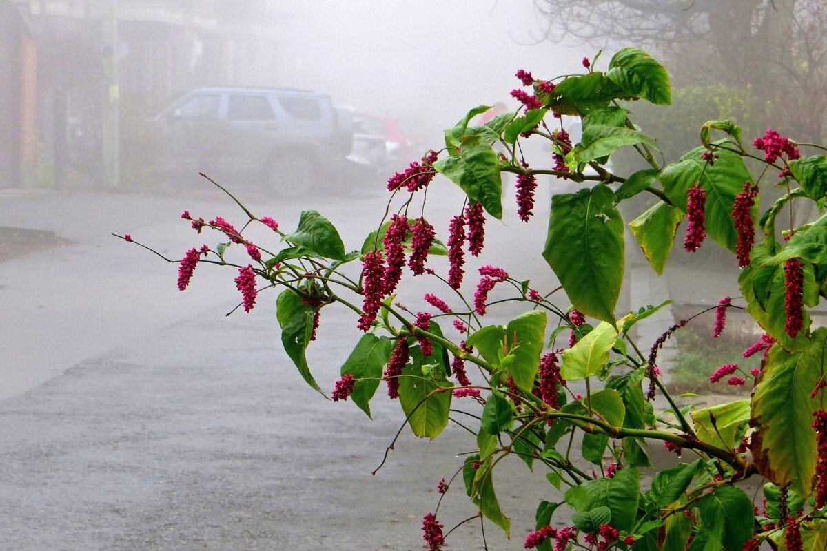 Туман и горец восточный - Татьяна Смоляниченко