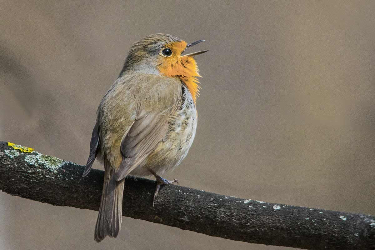 Малиновка (зарянка). - Nik Lovec Малиновка (зарянка). - Nik Lovec