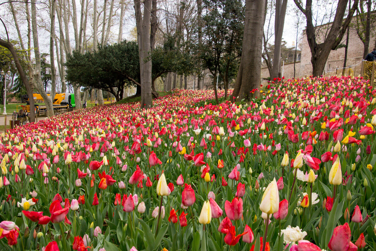 Гюльхане парк - Максим 