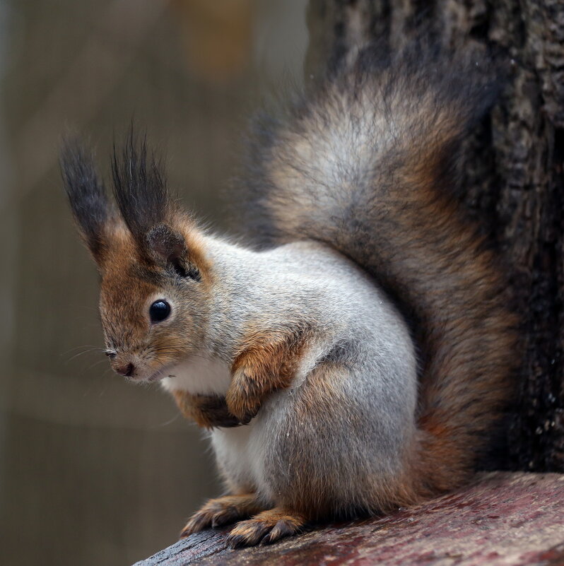 Царицыно 21 ноября - Михаил Бибичков