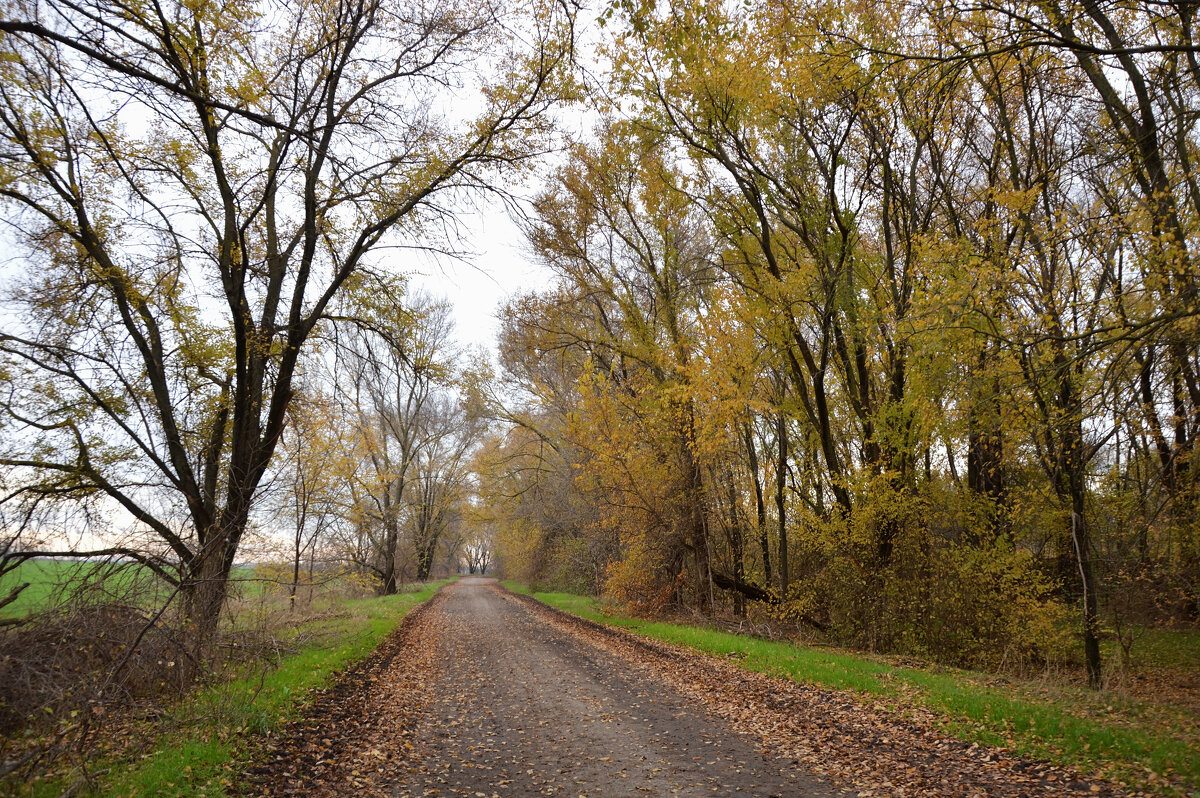 Поздняя осень, сквозь прозрачное кружево леса... - Надежда Куркина 