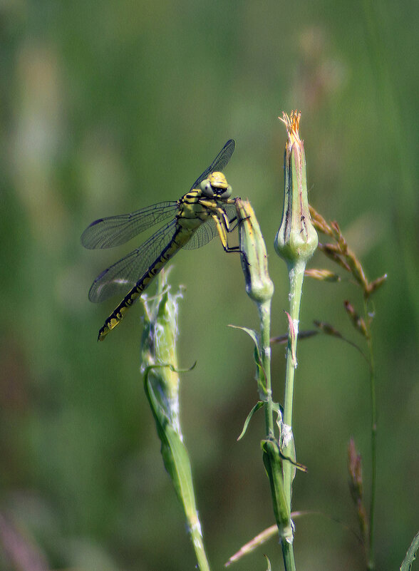 Улыбочку. - Александр 